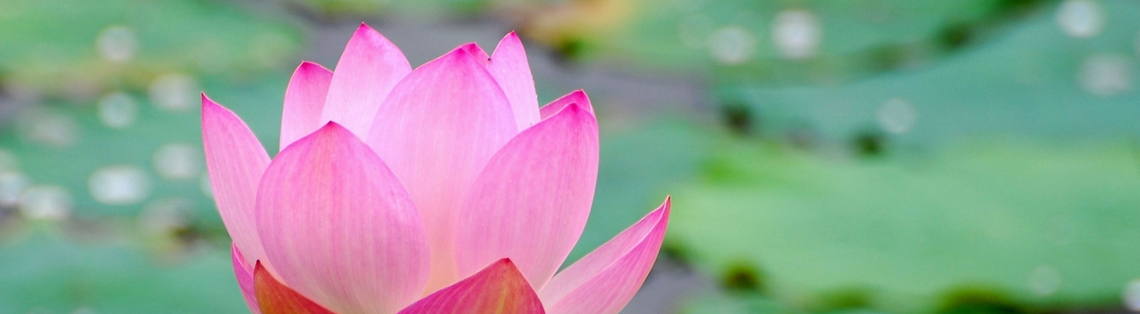 Lotus Flower